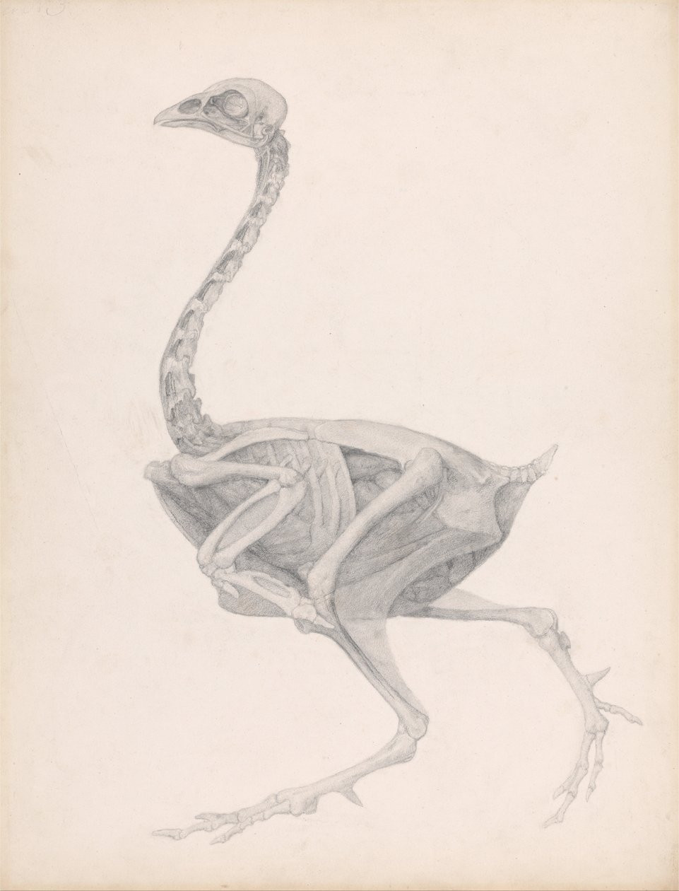 Esposizione anatomica comparata della struttura del corpo umano con quella di una tigre e di un volatile comune: Corpo di pollo, vista laterale (studio altamente rifinito per una tavola inedita; mostra l