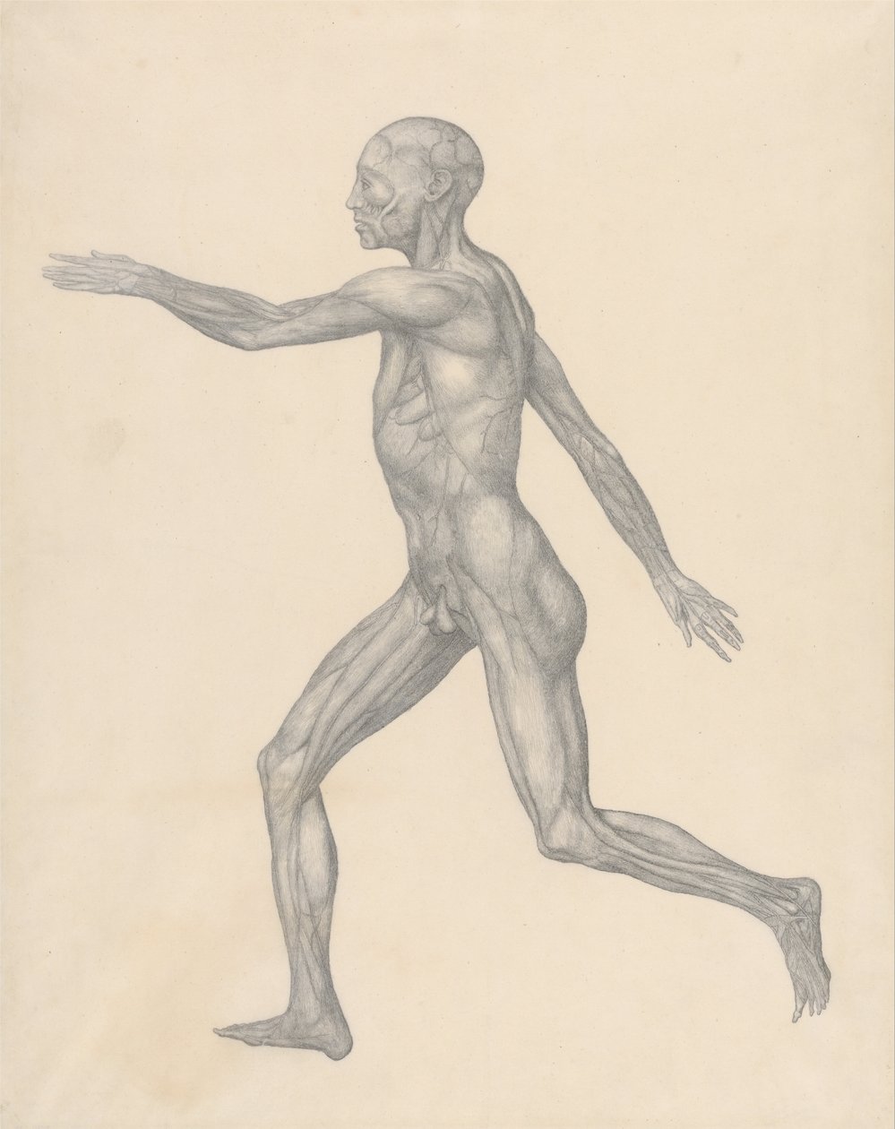 Esposizione anatomica comparata della struttura del corpo umano con quella di una tigre e di un uccello comune: Figura umana, vista laterale, dopo la rimozione della pelle e degli strati fasciali sottostanti (Studio finito per la Tavola XIII) da George Stubbs