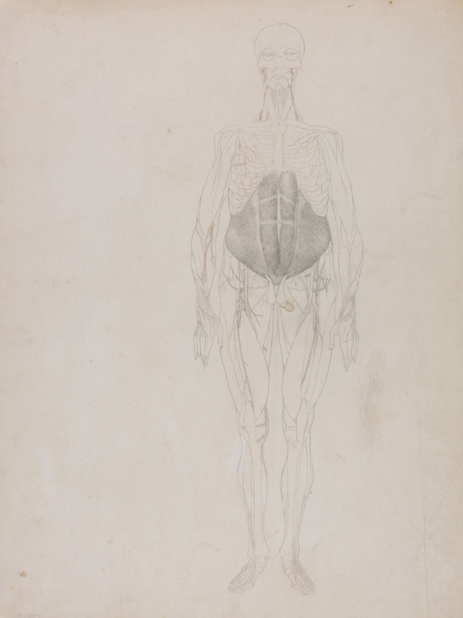 Esposizione anatomica comparata della struttura del corpo umano con quella di una tigre e di un uccello comune: Figura umana, vista anteriore (in gran parte in forma schematica) da George Stubbs