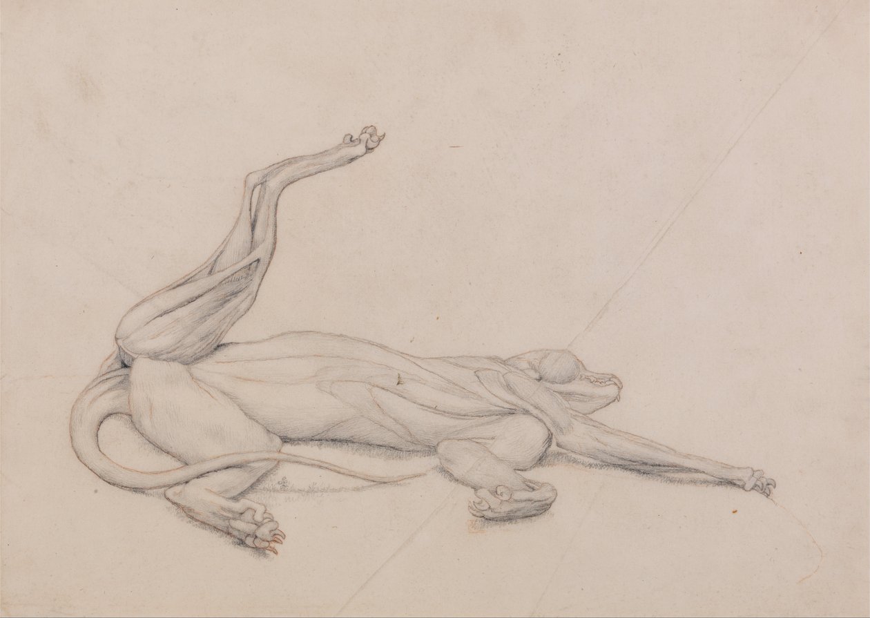 Esposizione anatomica comparata della struttura del corpo umano con quella di una tigre e di un uccello comune: Tigre, supina, vista ventralmente da George Stubbs