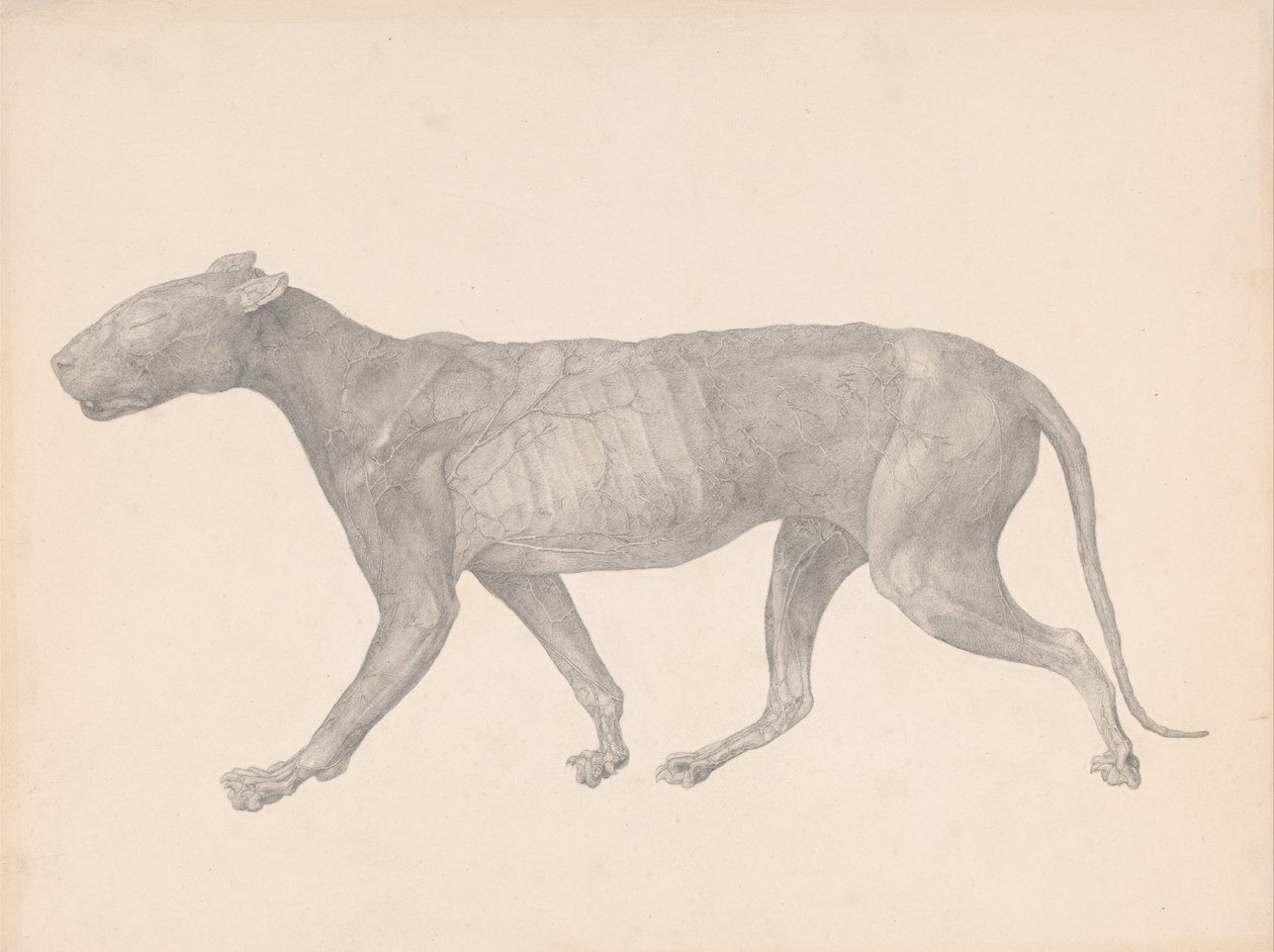 Esposizione anatomica comparata della struttura del corpo umano con quella di una tigre e di un volatile comune:  Tigre, vista laterale, con pelle e tessuti rimossi (Studio finito per la Tavola IX) da George Stubbs