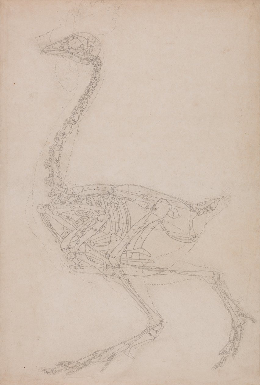 Esposizione anatomica comparata della struttura del corpo umano con quella di una tigre e di un volatile comune: Scheletro di volatile, vista laterale (probabilmente studio di base delle proporzioni dello scheletro di volatile usato per altri disegni) da George Stubbs