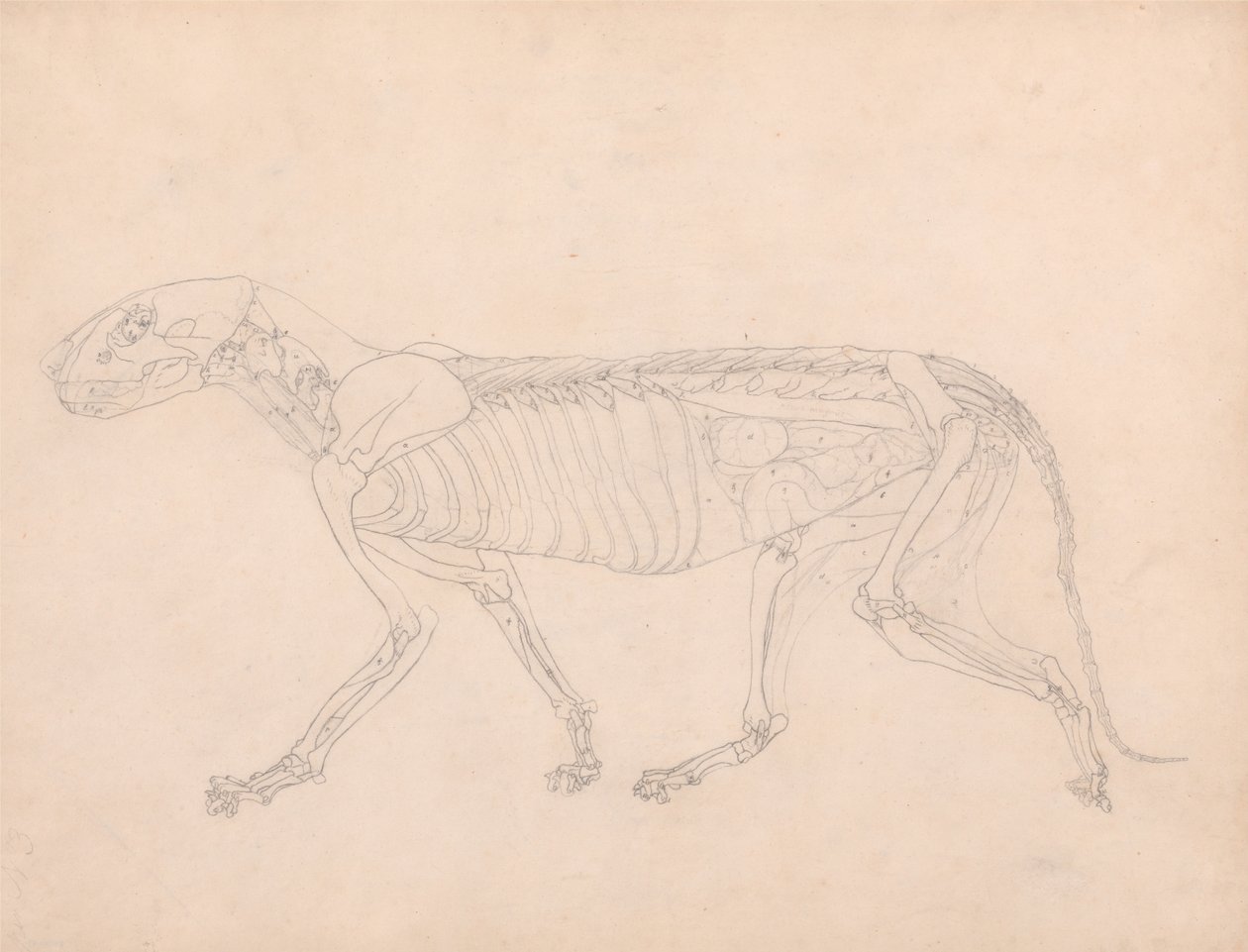 Esposizione anatomica comparata della struttura del corpo umano con quella di una tigre e di un uccello comune: Corpo della tigre, vista laterale da George Stubbs