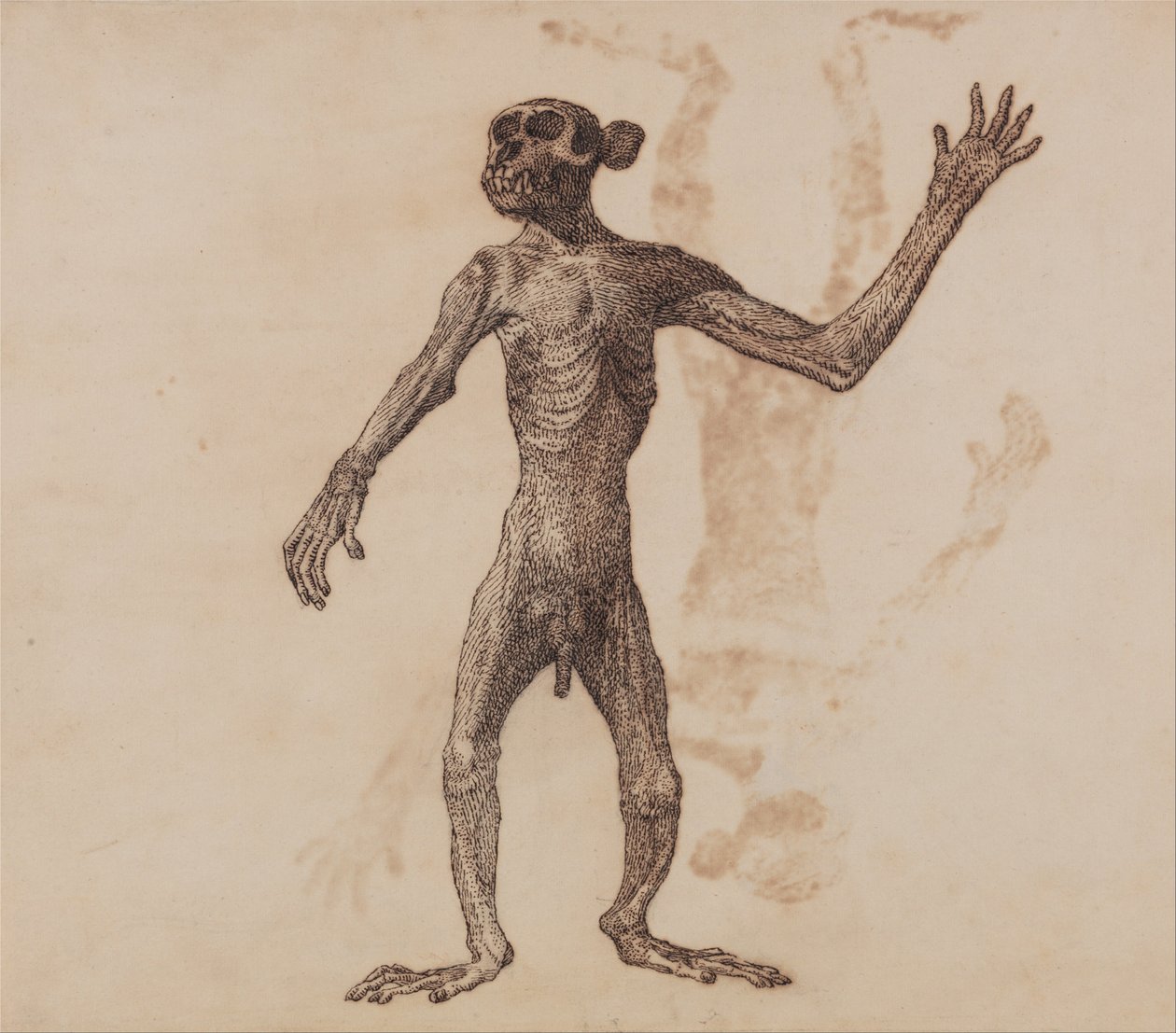 Esposizione anatomica comparata della struttura del corpo umano con quella di una tigre e di un uccello comune:  Scimmia in piedi, vista anteriore da George Stubbs