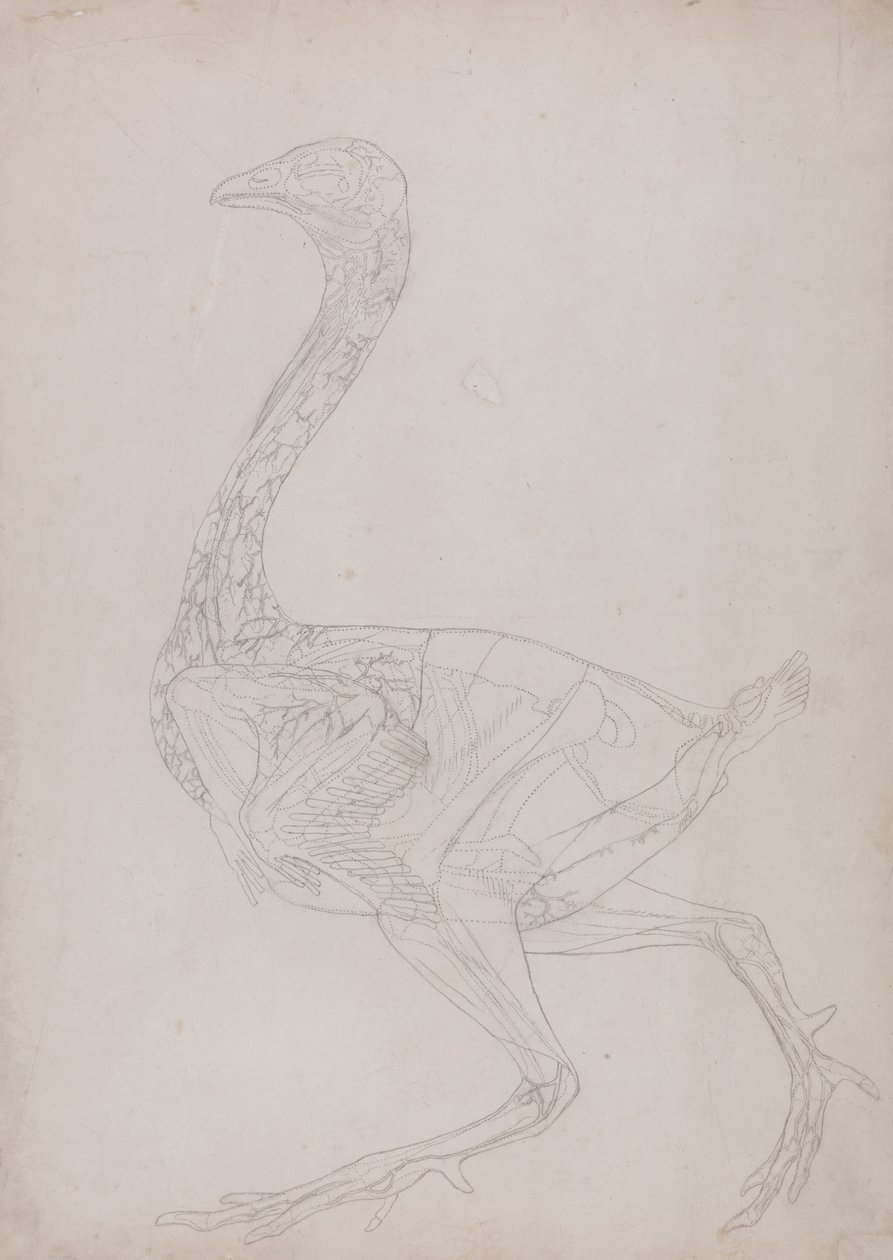Esposizione anatomica comparata della struttura del corpo umano con quella di una tigre e di un volatile comune:  Corpo di volatile, vista laterale (disegno schematico, relativo alla Tavola XV) da George Stubbs