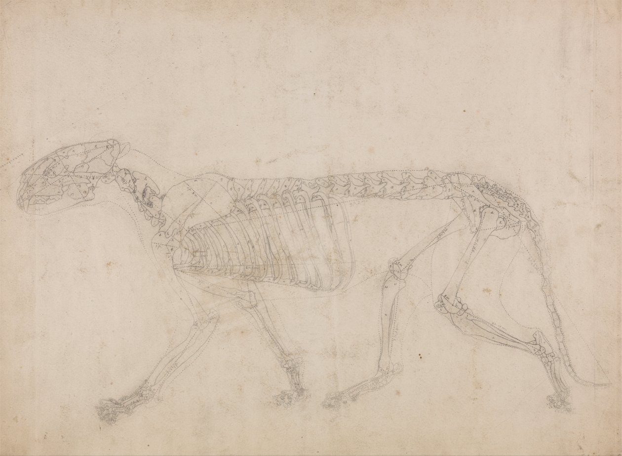 Esposizione anatomica comparata della struttura del corpo umano con quella di una tigre e di un uccello comune: Scheletro di tigre, vista laterale (probabilmente il più importante studio sullo scheletro) da George Stubbs