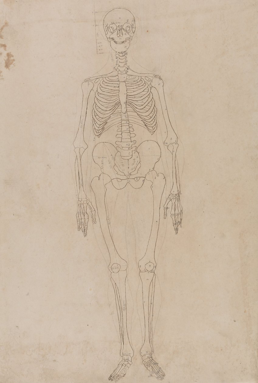 Esposizione anatomica comparata della struttura del corpo umano con quella di una tigre e di un uccello comune: Scheletro umano, vista anteriore da George Stubbs