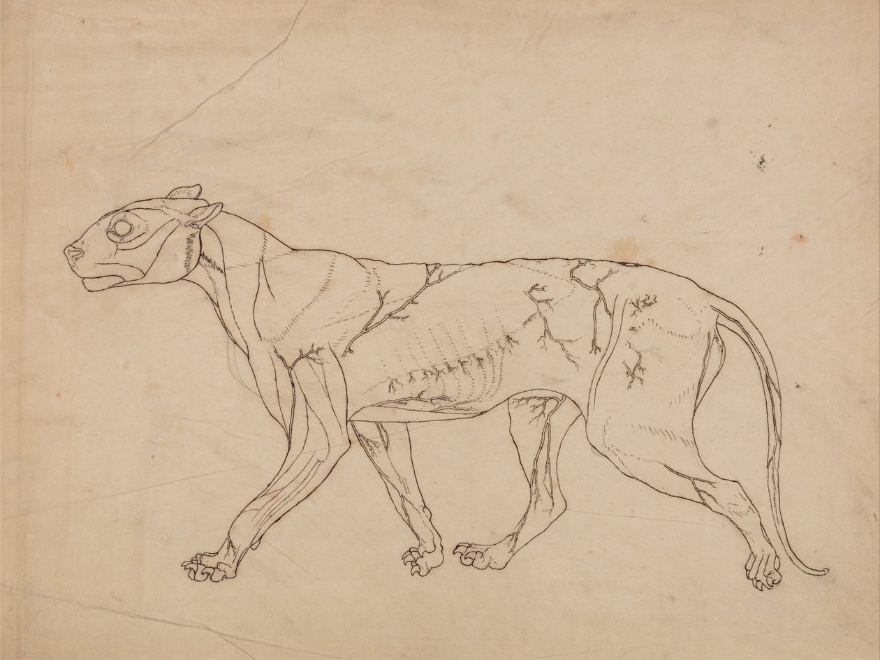 Esposizione anatomica comparata della struttura del corpo umano con quella di una tigre e di un uccello comune:  Corpo di tigre, vista laterale (studio sommario dei muscoli superficiali e del loro apporto di sangue, probabilmente realizzato per una figura  da George Stubbs