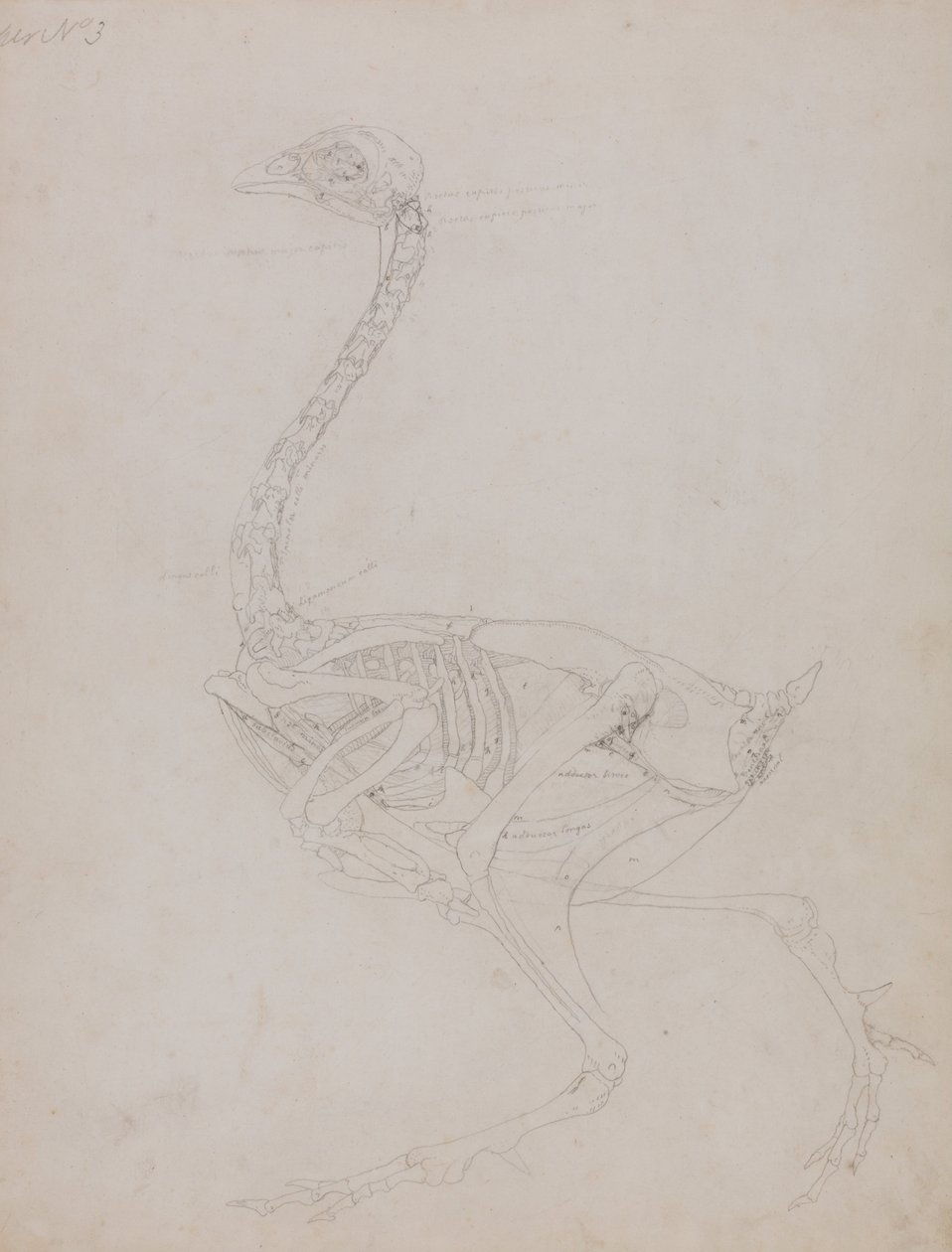 Esposizione anatomica comparata della struttura del corpo umano con quella di una tigre e di un volatile comune:  Corpo di un pollo, vista laterale da George Stubbs