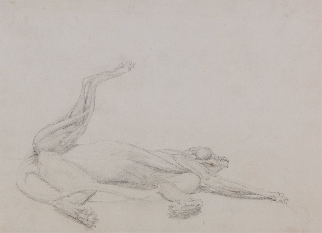 Esposizione anatomica comparata della struttura del corpo umano con quella di una tigre e di un uccello comune:  Corpo di tigre, supino, visto ventralmente da George Stubbs