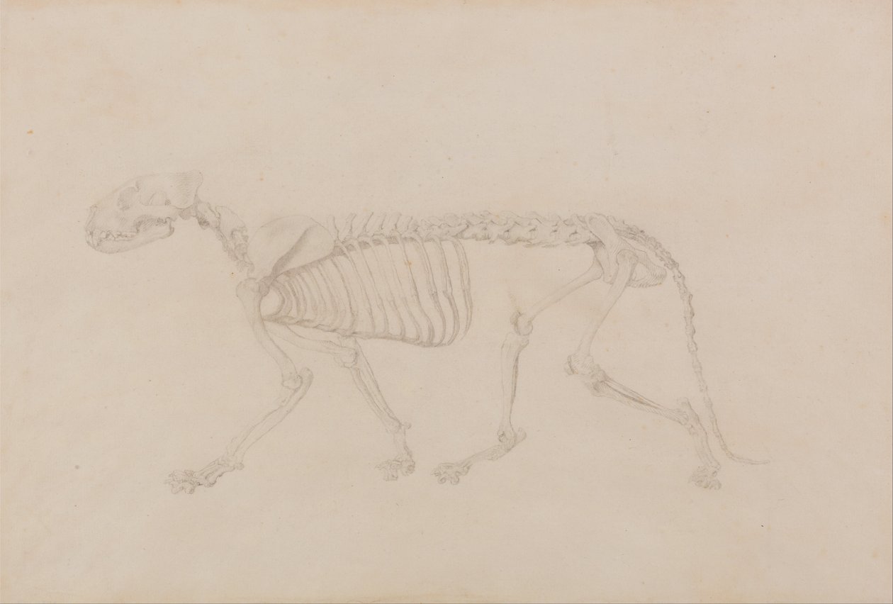 Esposizione anatomica comparata della struttura del corpo umano con quella di una tigre e di un uccello comune: Scheletro di tigre, vista laterale (studio altamente rifinito per la Tavola IV) da George Stubbs