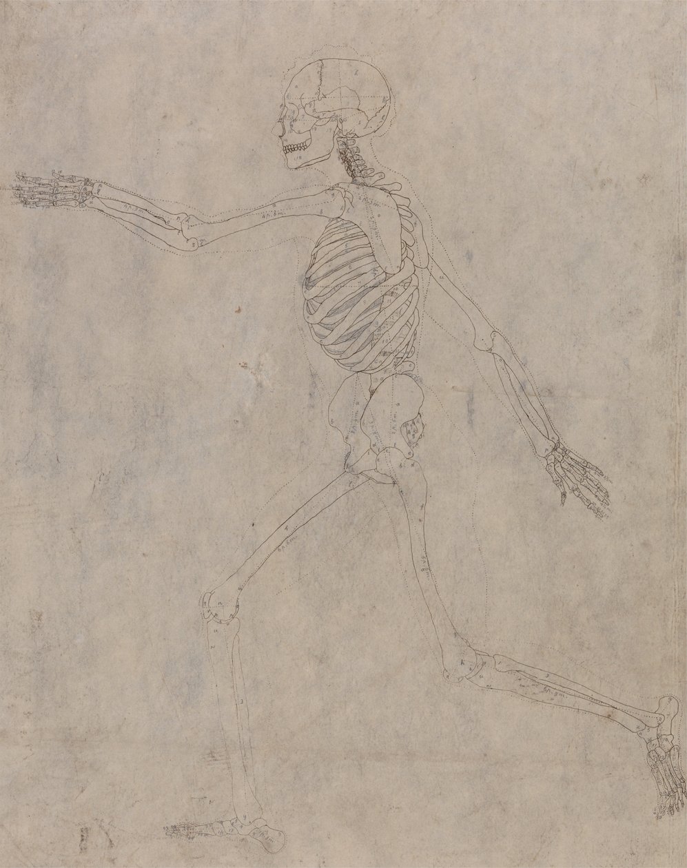 Esposizione anatomica comparata della struttura del corpo umano con quella di una tigre e di un uccello comune: Scheletro umano, vista laterale da George Stubbs