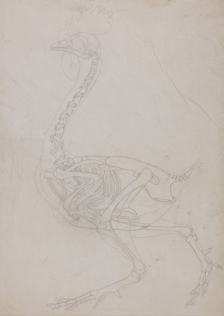 Esposizione anatomica comparata della struttura del corpo umano con quella della tigre e dell