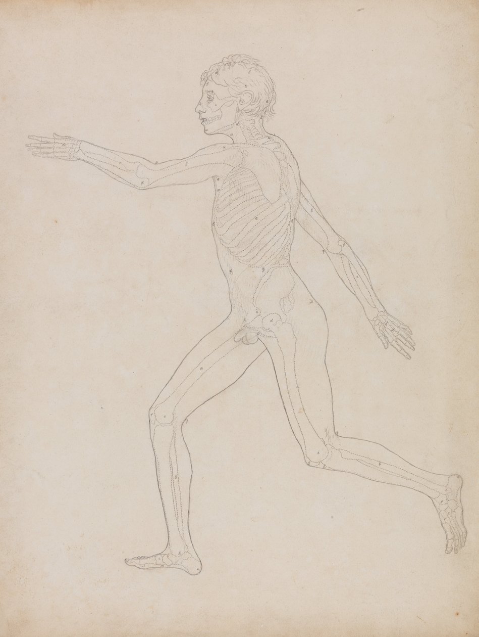 Esposizione anatomica comparata della struttura del corpo umano con quella di una tigre e di un uccello comune: Figura umana, vista laterale da George Stubbs
