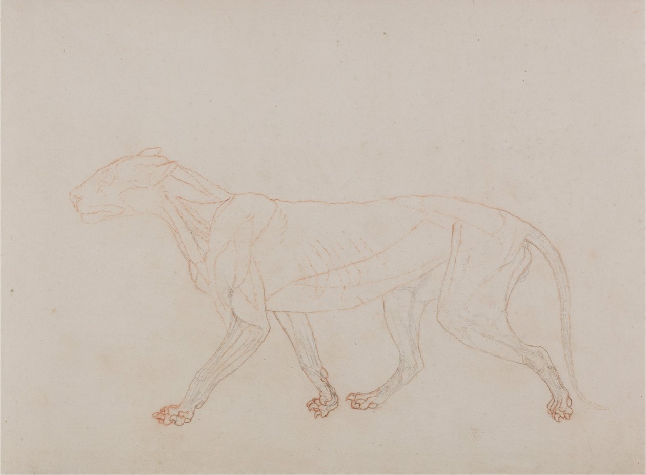 Esposizione anatomica comparata della struttura del corpo umano con quella di una tigre e di un uccello comune: Corpo di tigre, vista laterale (mostra il terzo stadio della dissezione) da George Stubbs