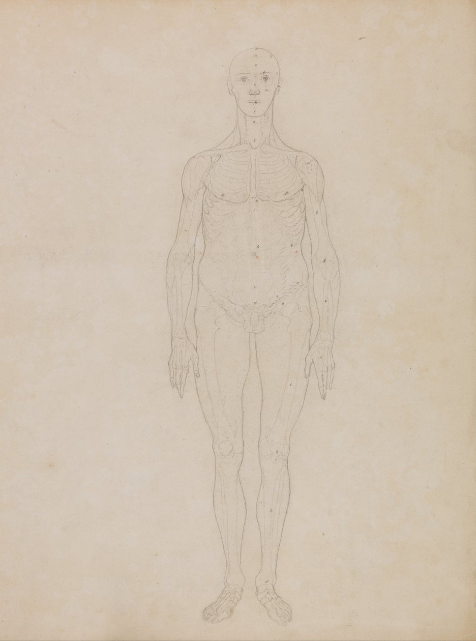 Esposizione anatomica comparata della struttura del corpo umano con quella di una tigre e di un uccello comune: Studio della figura umana, vista anteriore (probabilmente correlato alla Tavola XI) da George Stubbs