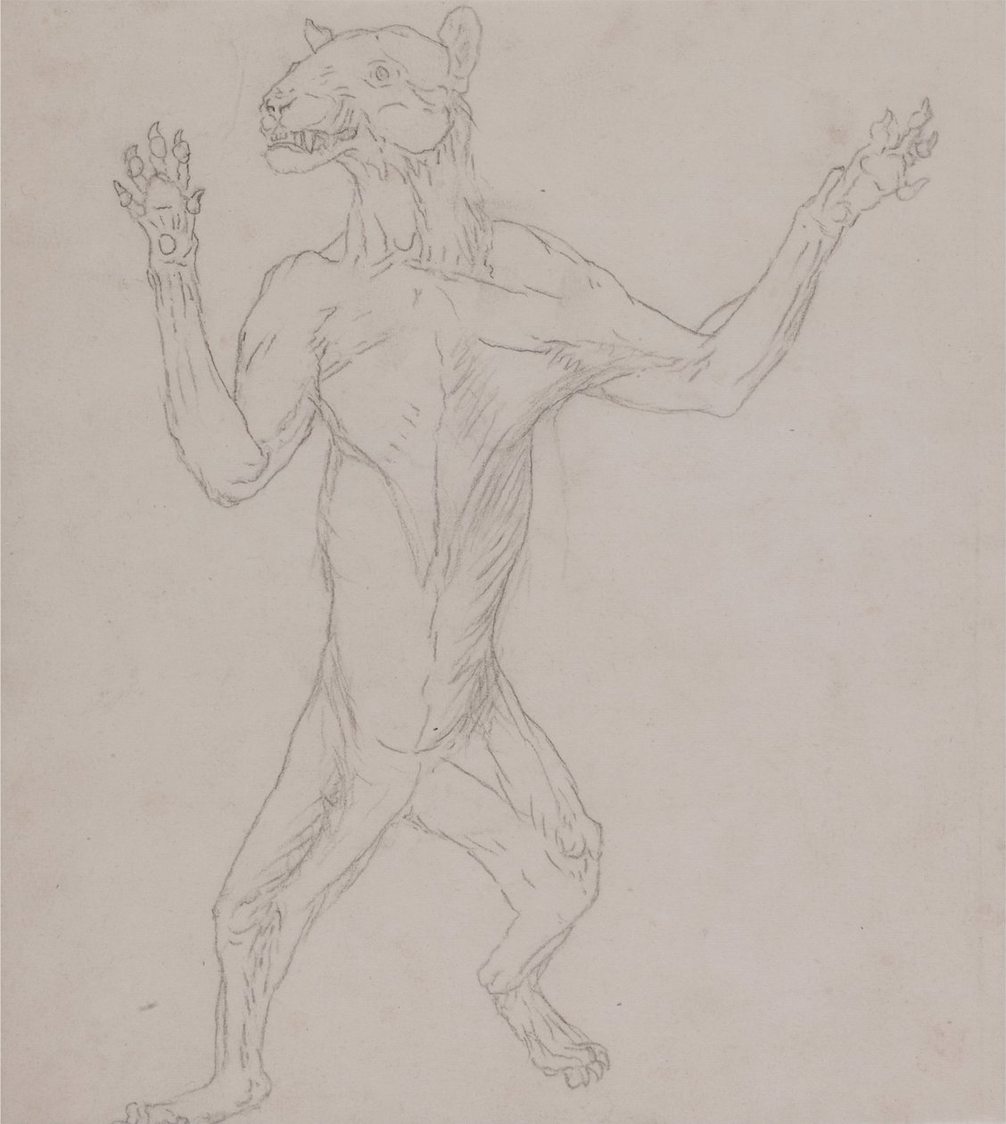Esposizione anatomica comparata della struttura del corpo umano con quella di una tigre e di un uccello comune:  Corpo della tigre, in piedi in posizione umana da George Stubbs