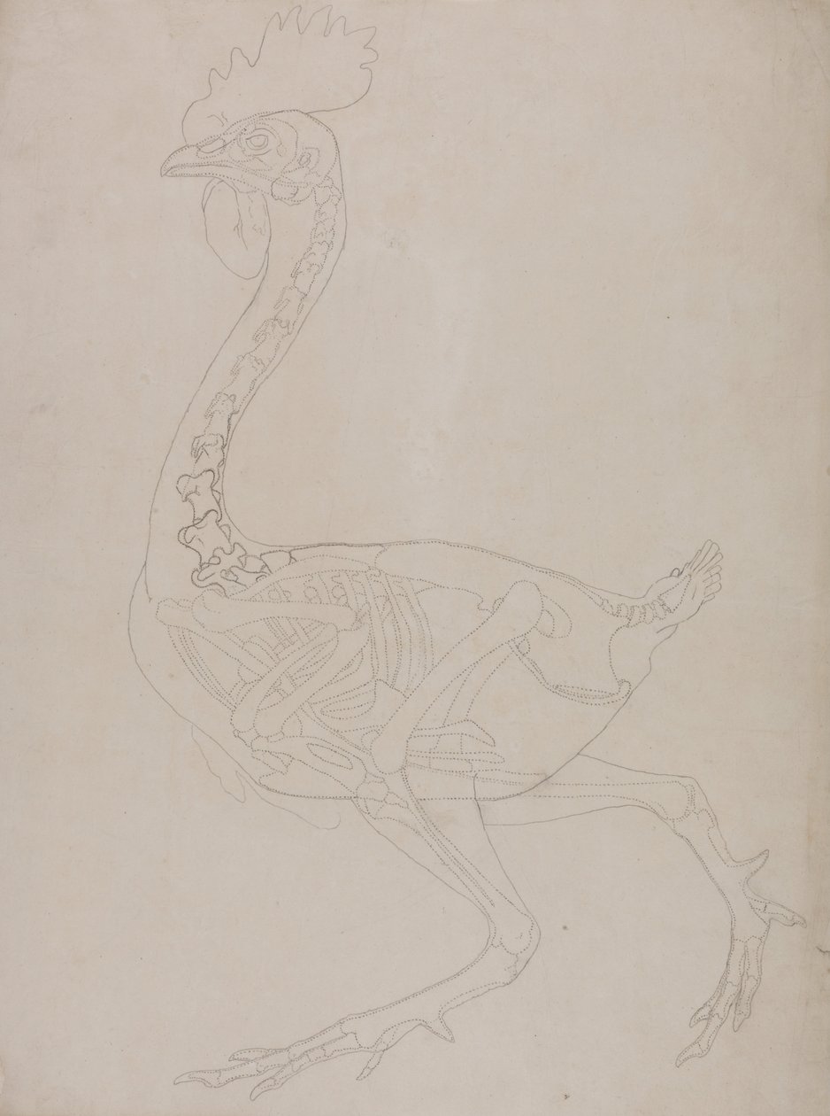 Esposizione anatomica comparata della struttura del corpo umano con quella di una tigre e di un volatile comune:  Scheletro di pollo, vista laterale da George Stubbs