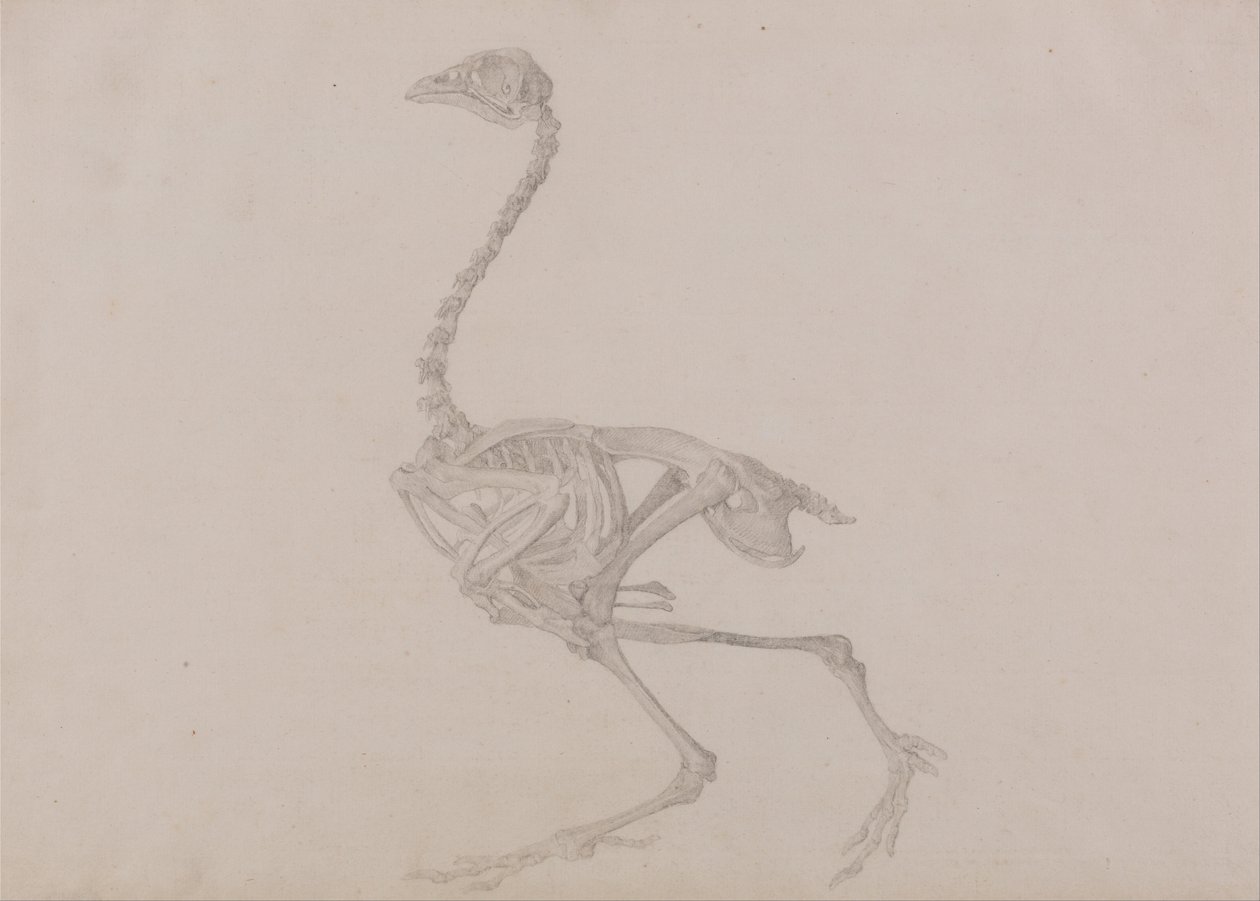 Esposizione anatomica comparata della struttura del corpo umano con quella di una tigre e di un volatile comune:  Scheletro di gallina di Dorking, vista laterale (studio finito per una tavola inedita) da George Stubbs