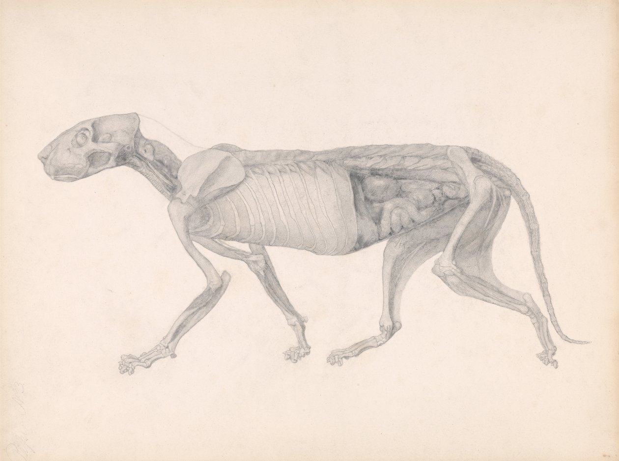 Esposizione anatomica comparata della struttura del corpo umano con quella di una tigre e di un uccello comune: Corpo di tigre, vista laterale (studio per una tavola non pubblicata; mostra una fase avanzata della dissezione) da George Stubbs
