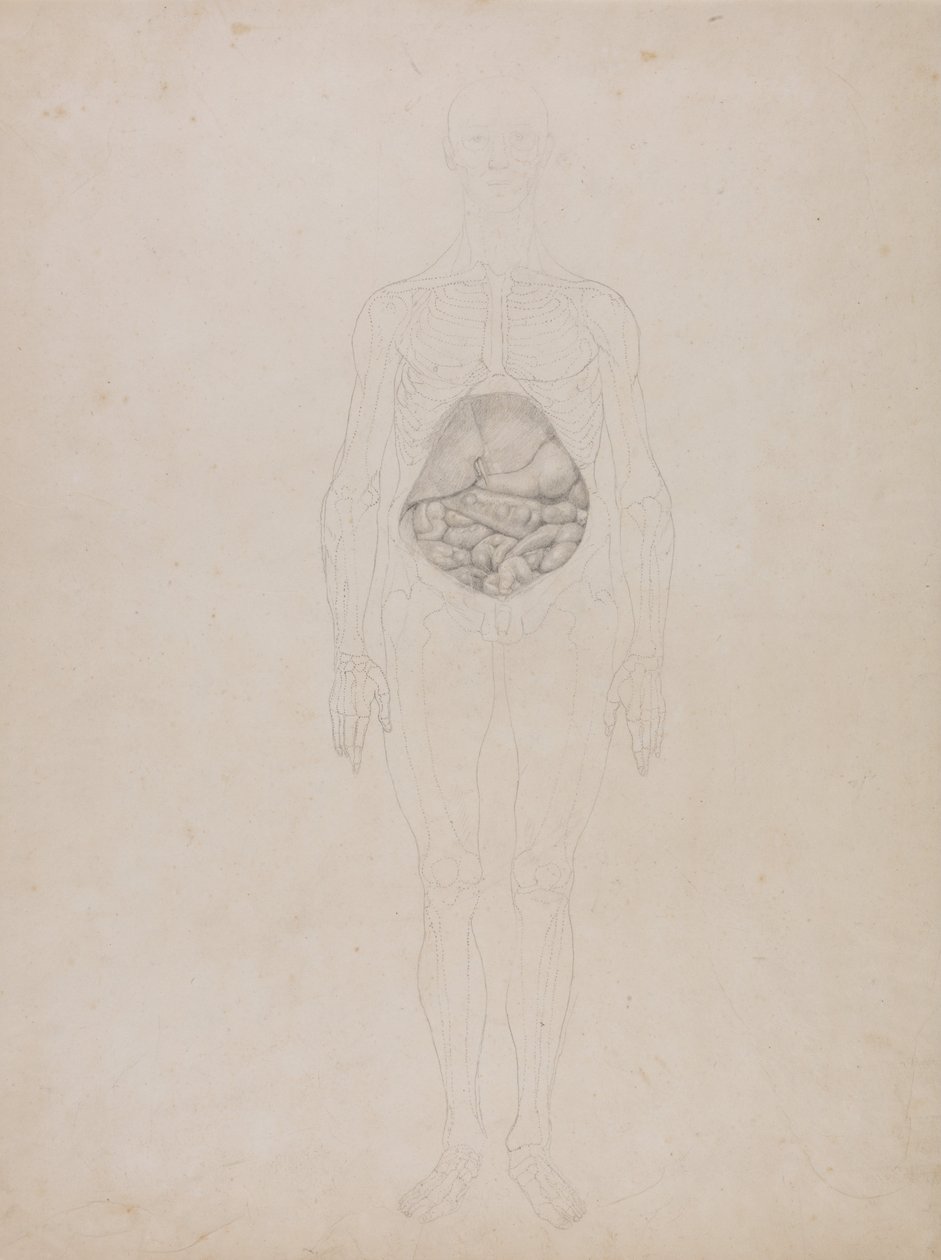 Esposizione anatomica comparata della struttura del corpo umano con quella di una tigre e di un uccello comune: Figura umana, vista anteriore (disegno schematico) da George Stubbs