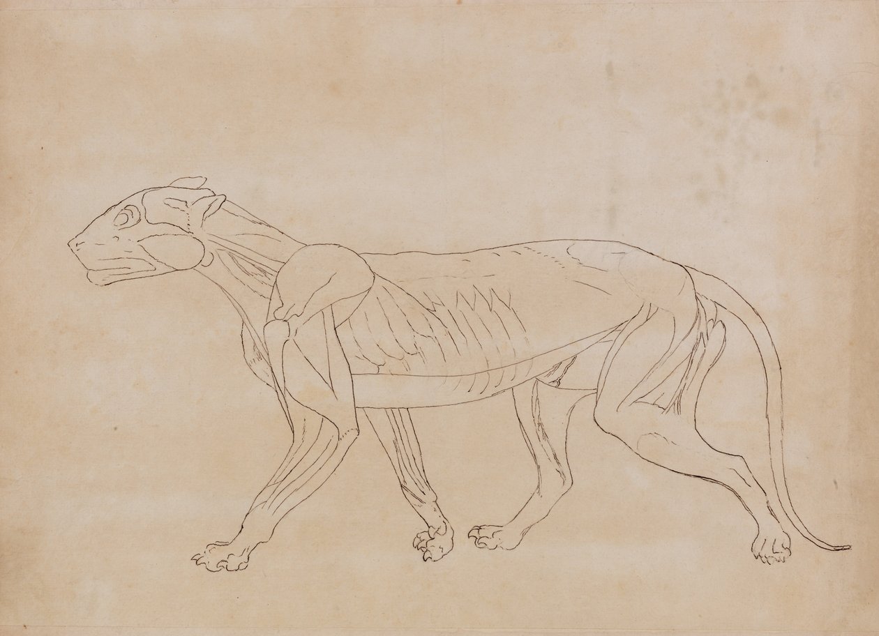 Esposizione anatomica comparata della struttura del corpo umano con quella di una tigre e di un uccello comune:  Corpo della tigre, vista laterale (disegno schematico di una figura chiave) da George Stubbs