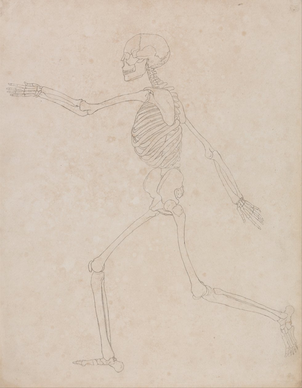 Esposizione anatomica comparata della struttura del corpo umano con quella di una tigre e di un uccello comune: Scheletro umano, vista laterale (potrebbe essere stato inizialmente preparato per essere utilizzato come figura chiave della Tavola III, ma succ da George Stubbs