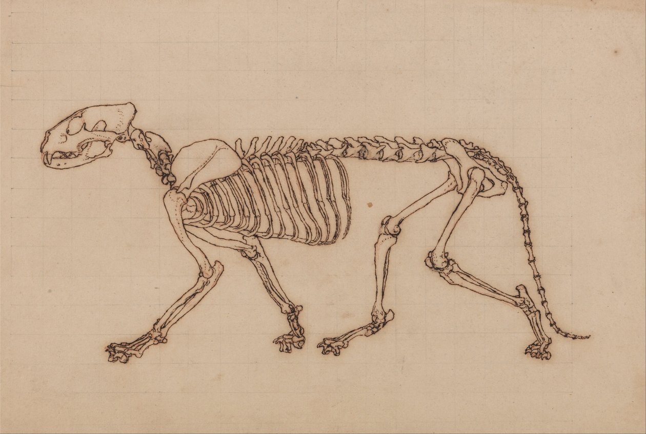 Esposizione anatomica comparata della struttura del corpo umano con quella di una tigre e di un uccello comune: Scheletro di tigre, vista laterale da George Stubbs