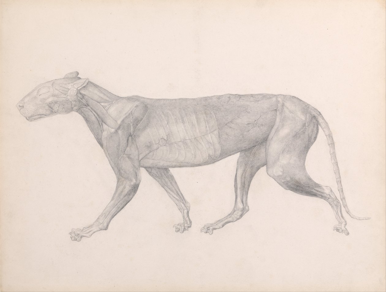 Esposizione anatomica comparata della struttura del corpo umano con quella di una tigre e di un uccello comune:  Tigre, vista laterale, con il tessuto connettivo sopra i muscoli rimosso (Studio finito per la Tavola XIV) da George Stubbs