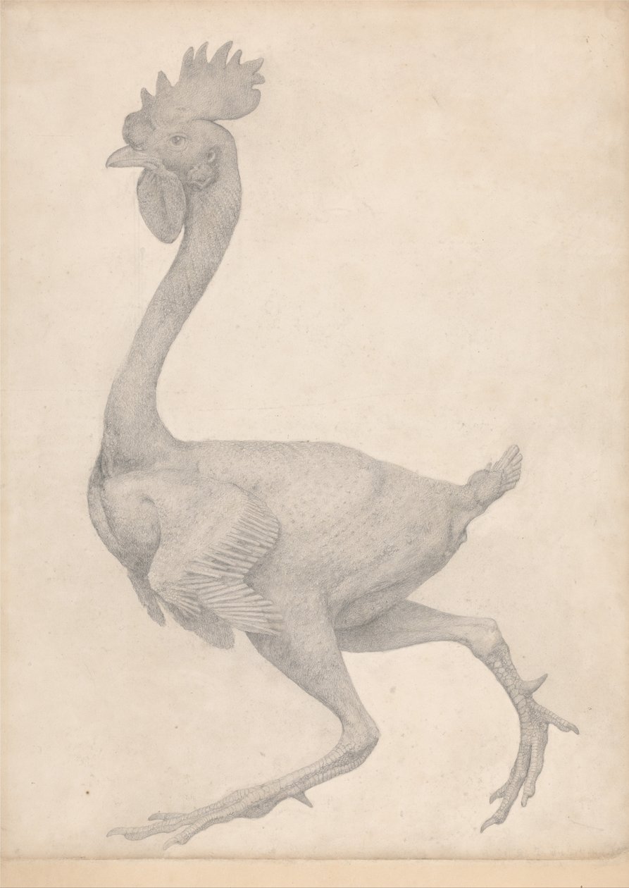 Esposizione anatomica comparata della struttura del corpo umano con quella di una tigre e di un volatile comune: Uccello, vista laterale con la maggior parte delle piume rimosse (Studio finito per la Tavola X) da George Stubbs