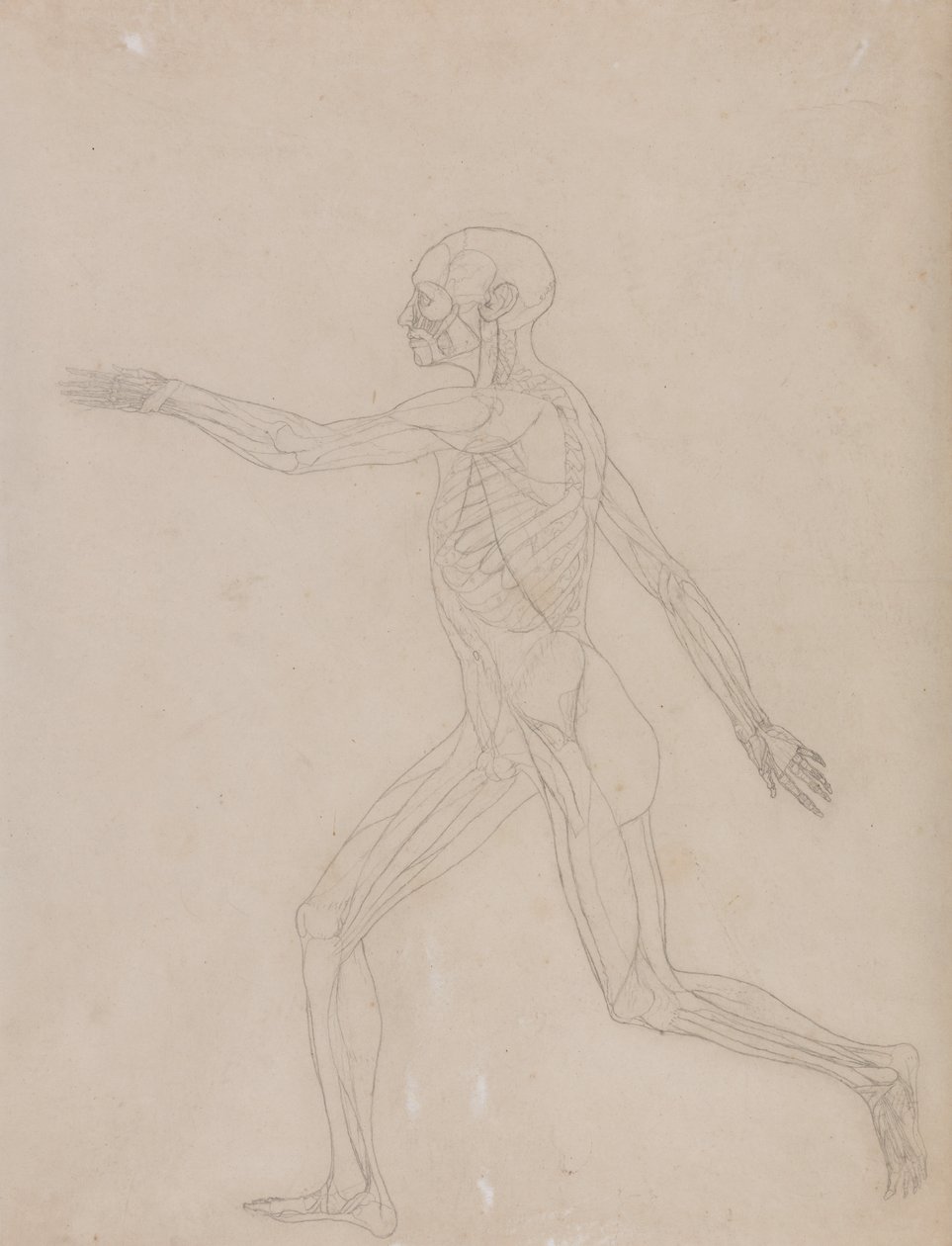 Esposizione anatomica comparata della struttura del corpo umano con quella di una tigre e di un uccello comune: Figura umana, vista laterale da George Stubbs