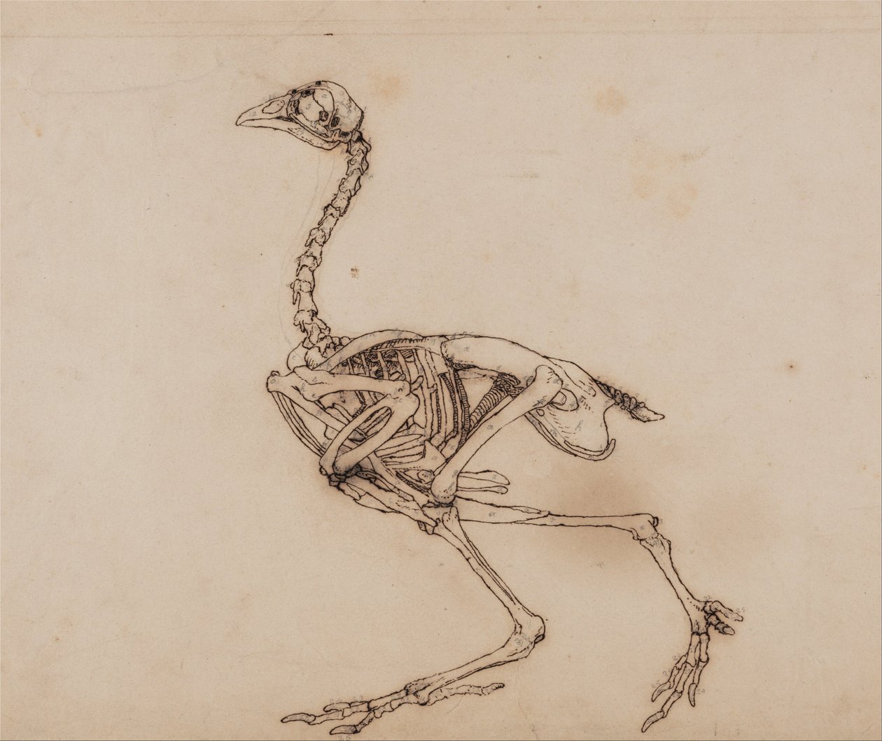 Esposizione anatomica comparata della struttura del corpo umano con quella di una tigre e di un volatile comune:  Scheletro di gallina di Dorking, vista laterale (probabilmente preparato per una figura chiave non pubblicata) da George Stubbs