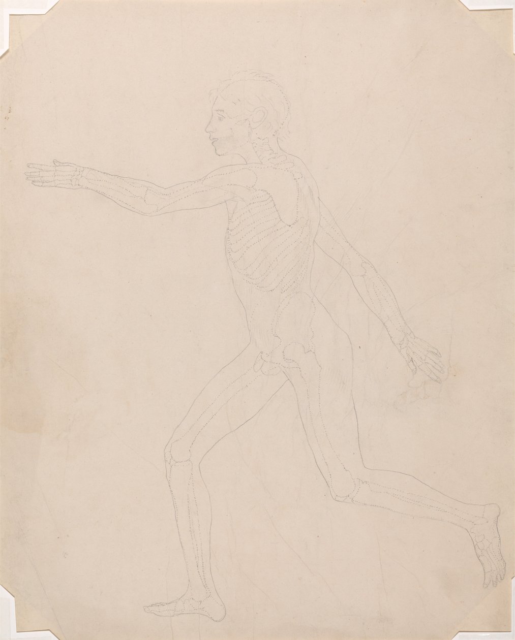Esposizione anatomica comparata della struttura del corpo umano con quella di una tigre e di un uccello comune: Figura umana, vista laterale da George Stubbs