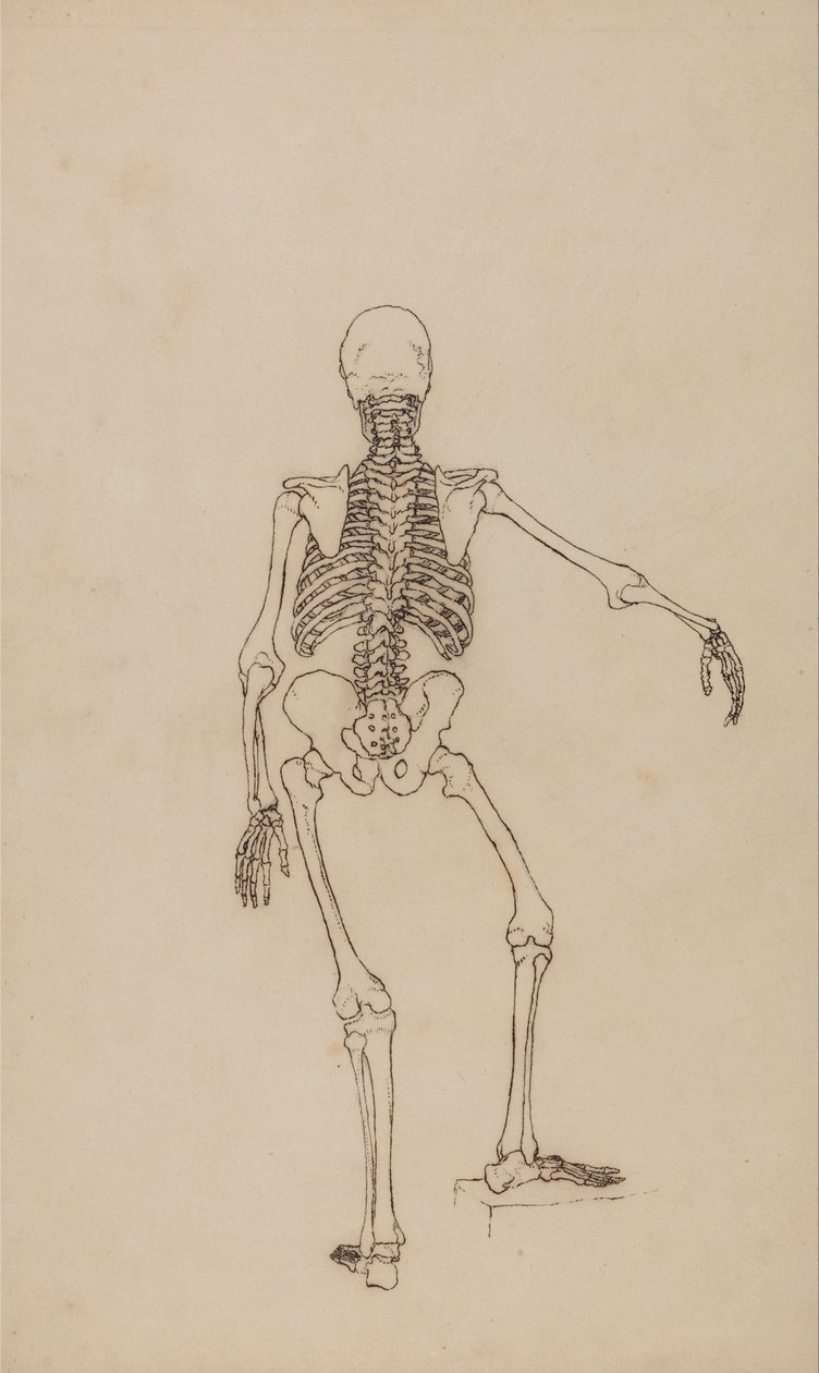Esposizione anatomica comparata della struttura del corpo umano con quella di una tigre e di un uccello comune: Scheletro umano, vista posteriore da George Stubbs