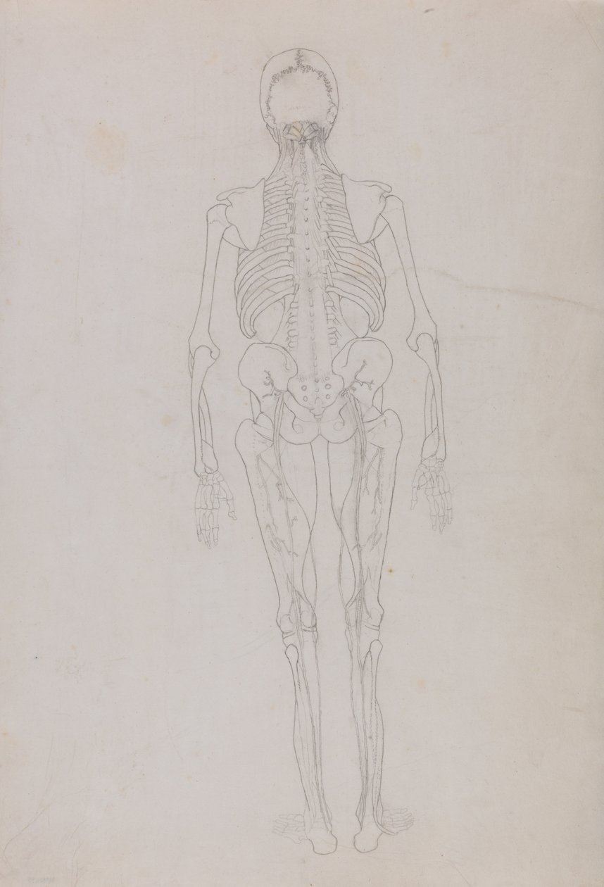Esposizione anatomica comparata della struttura del corpo umano con quella di una tigre e di un uccello comune: Figura umana, vista posteriore (Schema di una figura chiave che mostra la fase finale della dissezione) da George Stubbs