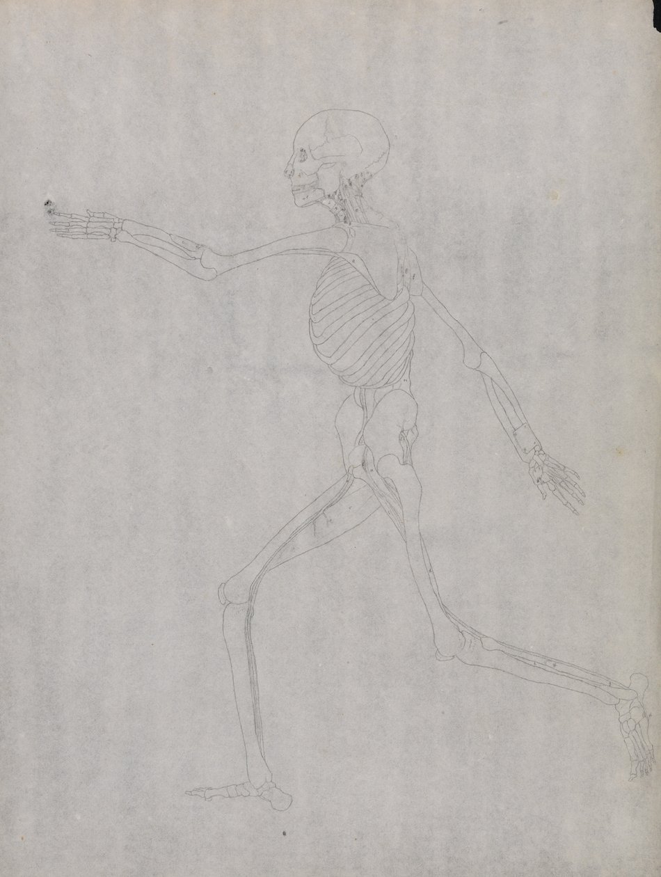 Esposizione anatomica comparata della struttura del corpo umano con quella di una tigre e di un uccello comune: Figura umana, vista laterale da George Stubbs