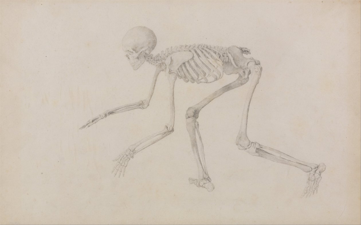 Esposizione anatomica comparata della struttura del corpo umano con quella di una tigre e di un uccello comune: Scheletro umano, vista laterale (in posizione gattonante; studio finito per una tavola inedita) da George Stubbs
