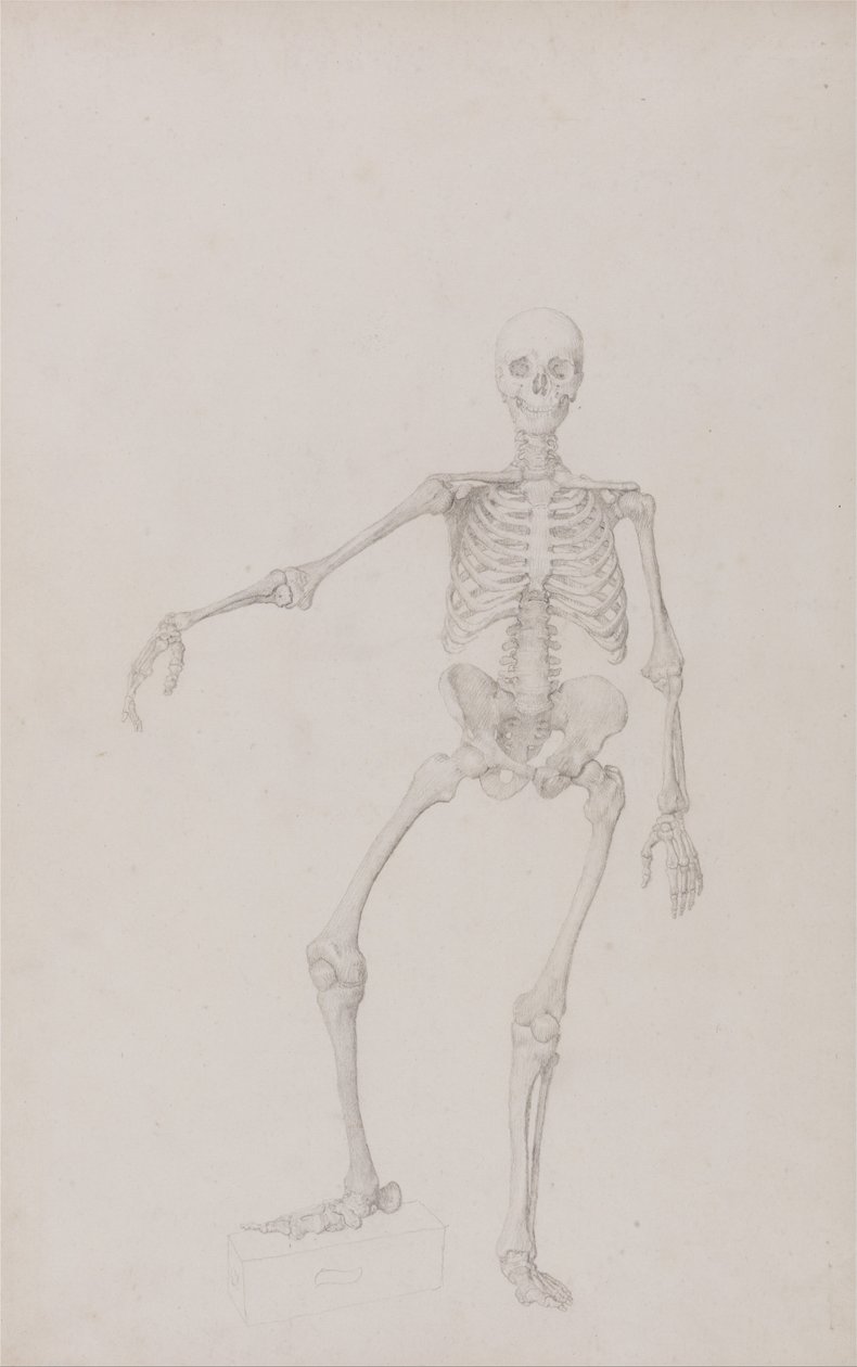 Esposizione anatomica comparata della struttura del corpo umano con quella di una tigre e di un uccello comune: Scheletro umano, vista anteriore (braccio destro teso; studio finito per una tavola non pubblicata) da George Stubbs