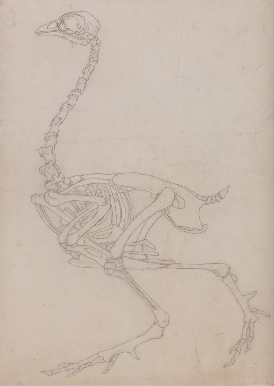 Esposizione anatomica comparata della struttura del corpo umano con quella di una tigre e di un volatile comune:  Scheletro di volatile, vista laterale (Disegno schematico dello scheletro preparato per la figura chiave della Tavola V) da George Stubbs
