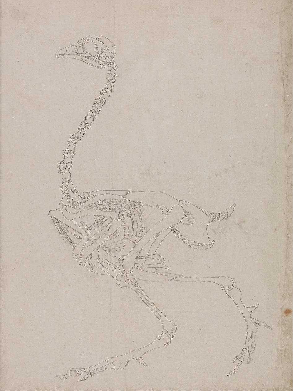 Esposizione anatomica comparata della struttura del corpo umano con quella della tigre e dell