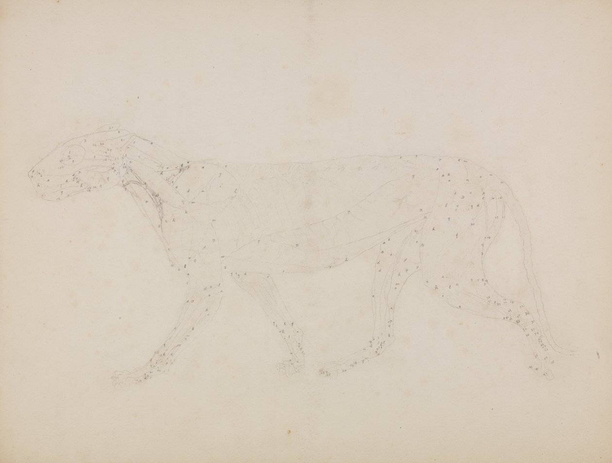 Esposizione anatomica comparata della struttura del corpo umano con quella di una tigre e di un uccello comune: Corpo di tigre, vista laterale (Studio degli strati superiori dei muscoli e del loro apporto di sangue preparato per la figura chiave della Tavo da George Stubbs