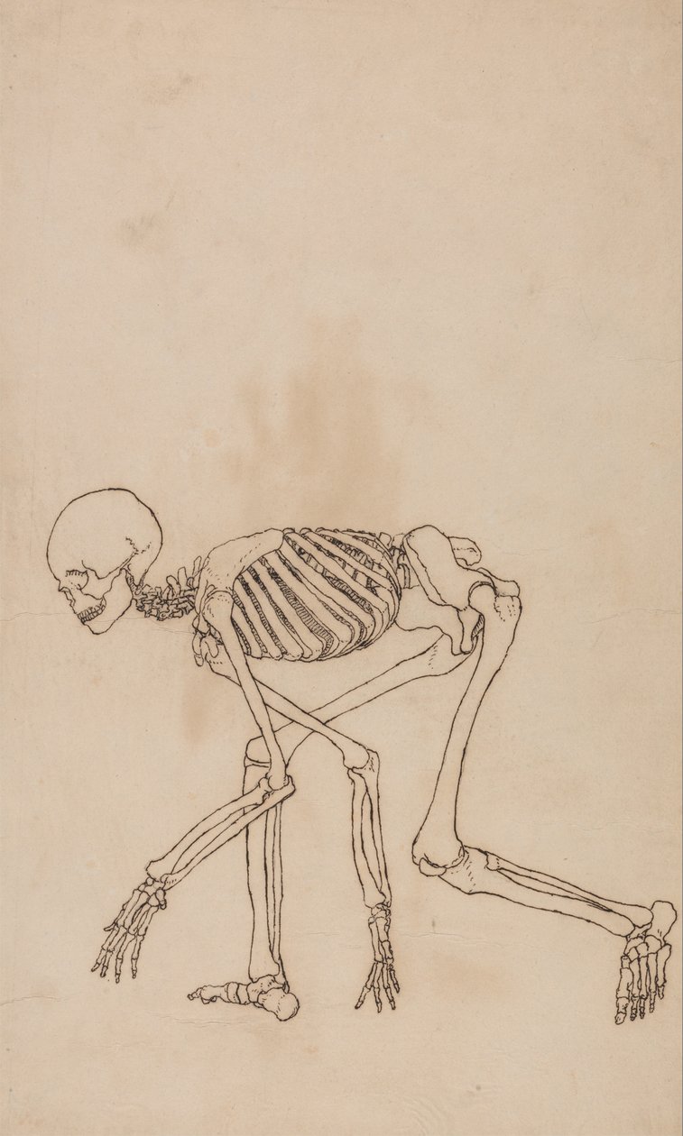 Esposizione anatomica comparata della struttura del corpo umano con quella di una tigre e di un uccello comune: Scheletro umano, vista laterale da George Stubbs