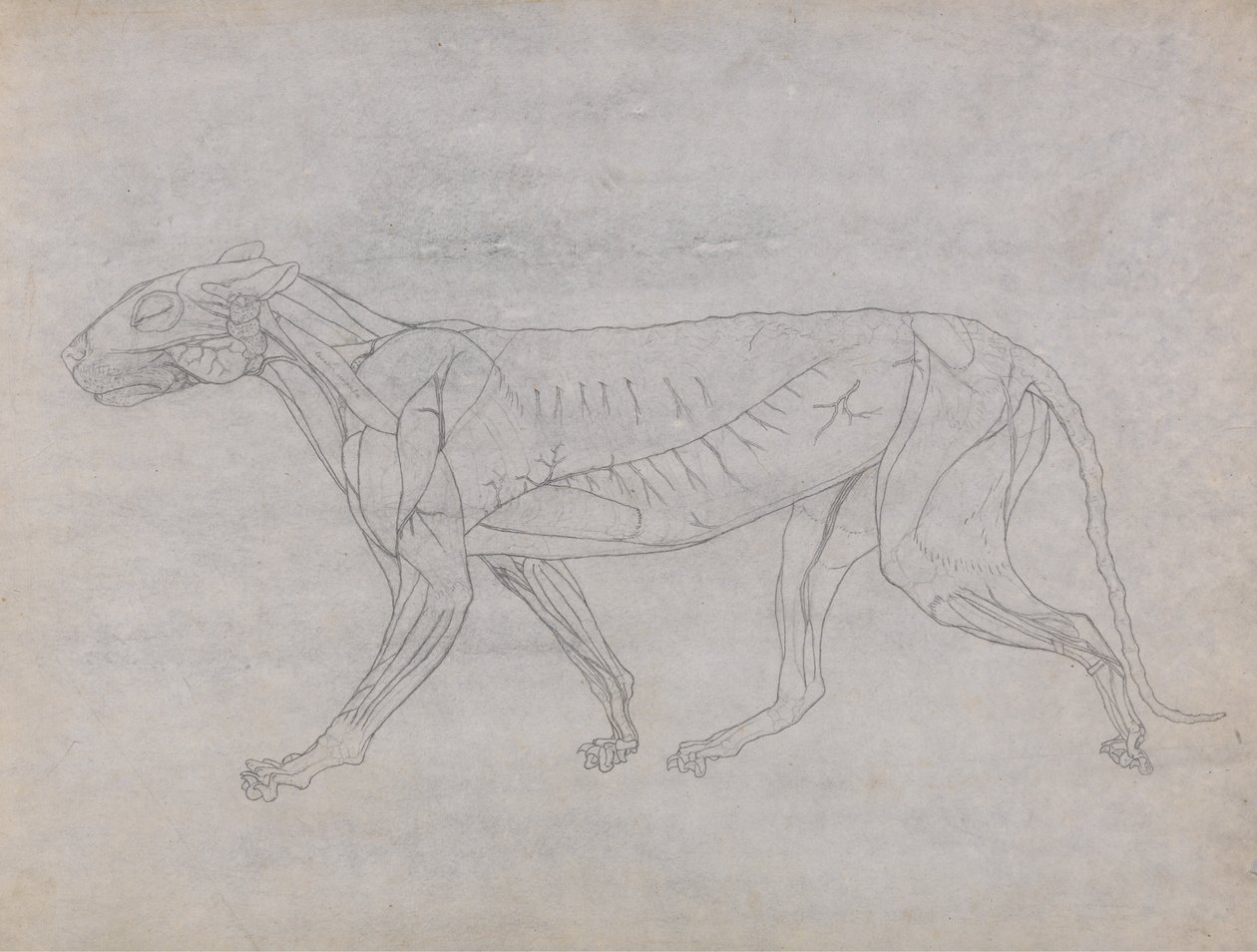 Esposizione anatomica comparata della struttura del corpo umano con quella di una tigre e di un uccello comune: Corpo della tigre, vista laterale da George Stubbs