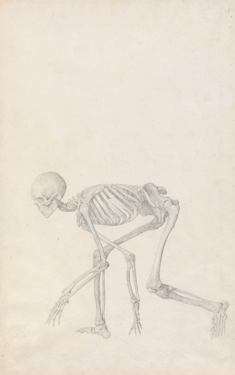 Esposizione anatomica comparata della struttura del corpo umano con quella di una tigre e di un uccello comune: Scheletro umano, vista laterale (in posizione accovacciata; studio finito per una tavola inedita) da George Stubbs