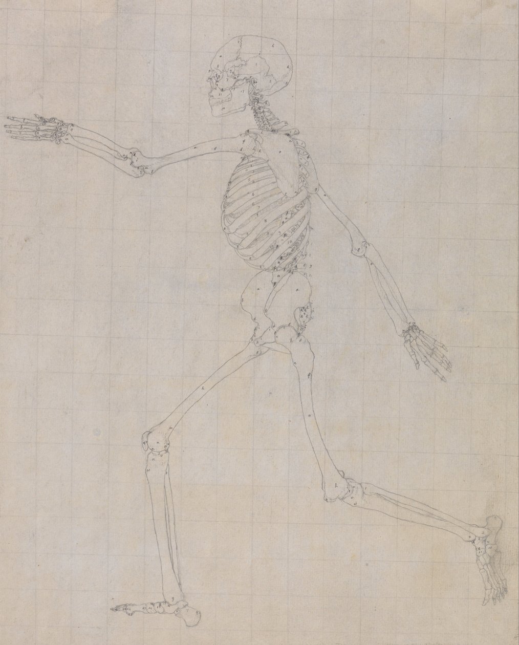 Esposizione anatomica comparata della struttura del corpo umano con quella di una tigre e di un uccello comune: Scheletro umano, vista laterale (Schema dello scheletro per la figura chiave della Tabella III) da George Stubbs