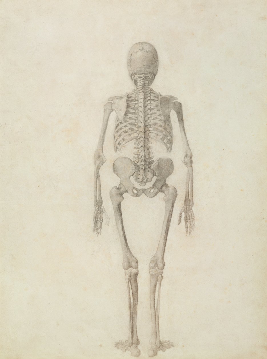 Una esposizione anatomica comparativa della struttura del corpo umano con quella di una tigre e di un pollo comune: scheletro umano, vista posteriore da George Stubbs