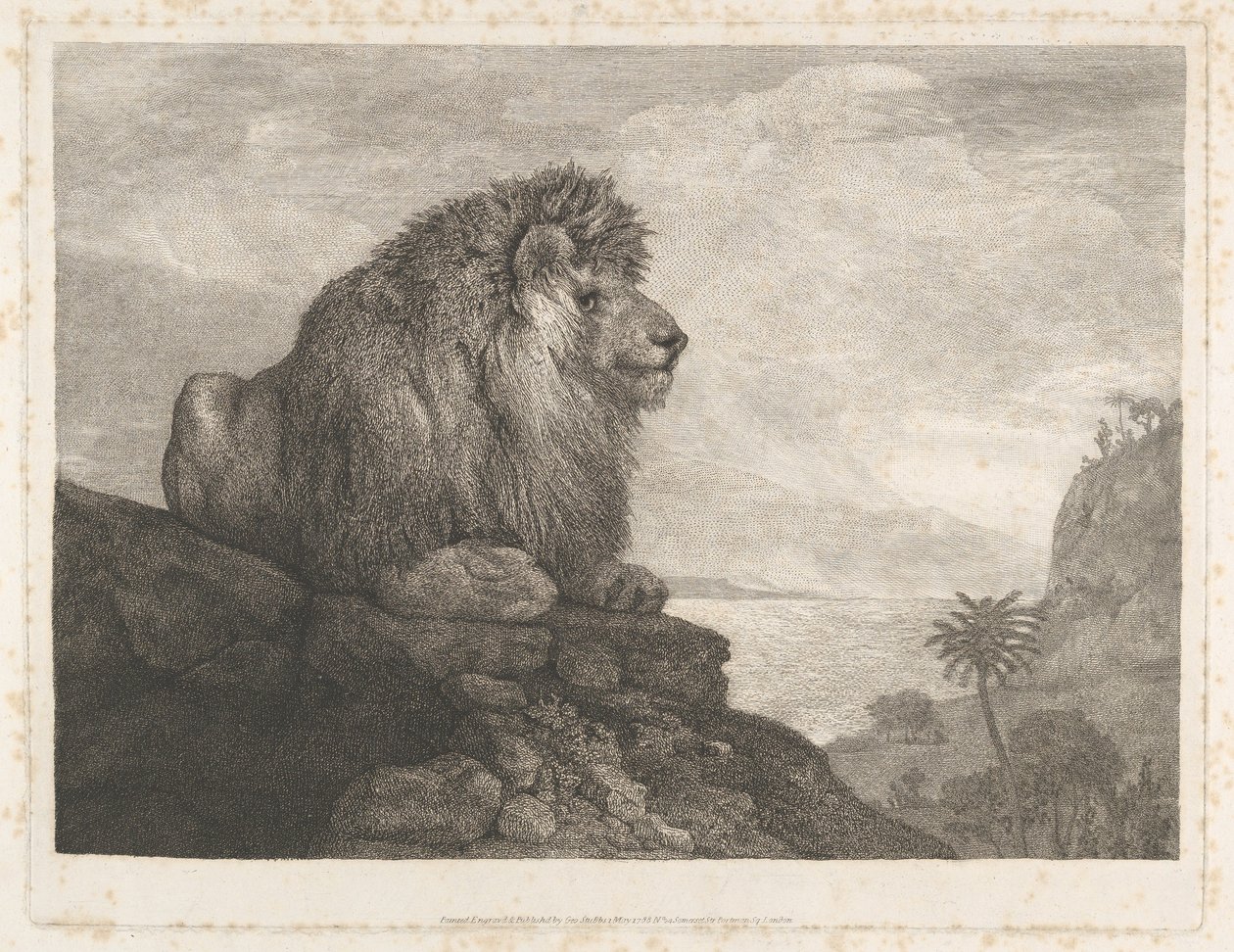Un leone (un leone che riposa su una roccia) da George Stubbs