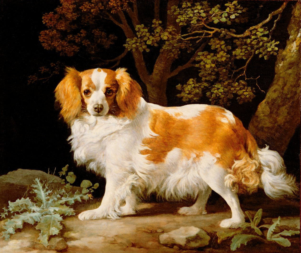 Un King Charles Spaniel fegato e bianco in un paesaggio boscoso da George Stubbs