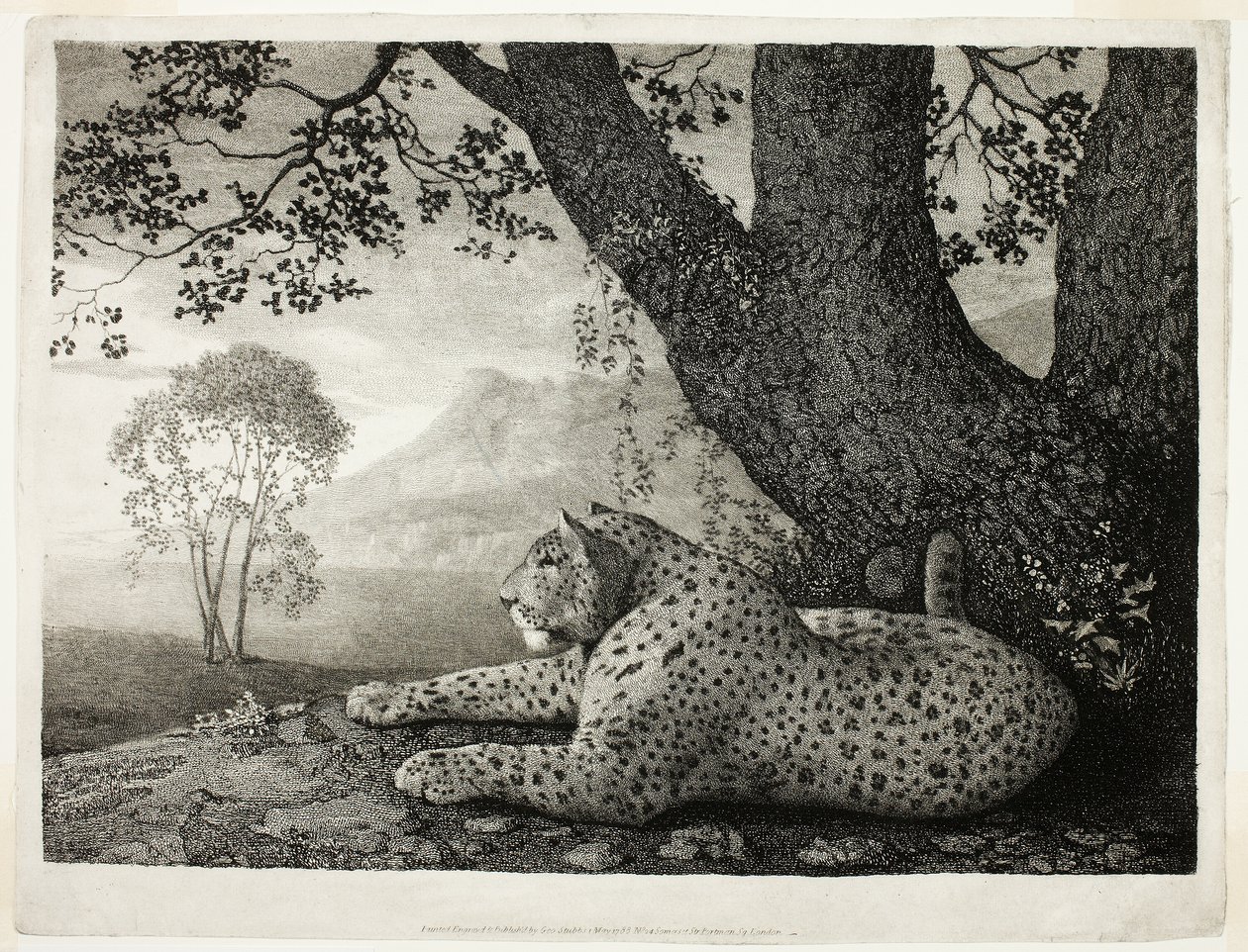 Una tigre (Un leopardo sdraiato sotto un albero) da George Stubbs