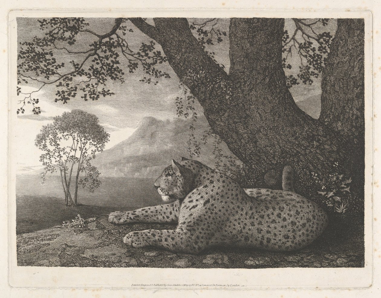 Una tigre (un leopardo sdraiato presso un albero) da George Stubbs